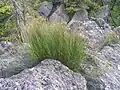 sítina trojklaná (Juncus trifidus) na Vlaštovčích kamenech