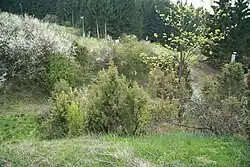 Jalovec obecný a další stromy ve středu přírodní památky