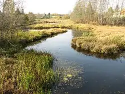 Vyžuona na jižním okraji městysu Juodupė