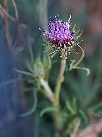 alternativní popis obrázku chybí