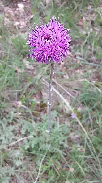 alternativní popis obrázku chybí