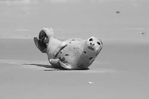 Juvenilní tuleň se šedou srstí a tmavými skvrnkami