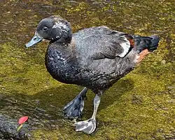 Fotografie juvenilního samce