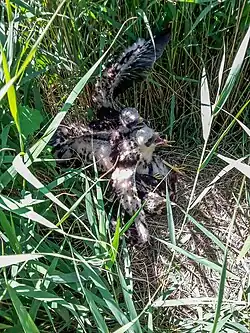 …a ve stáří několika týdnů