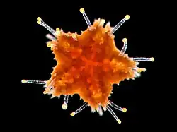 Nedospělá hvězdice s několika dobře vyvinutými podiemi