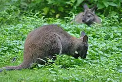 Barevná fotografie klokana v zoologické zahradě Žitava