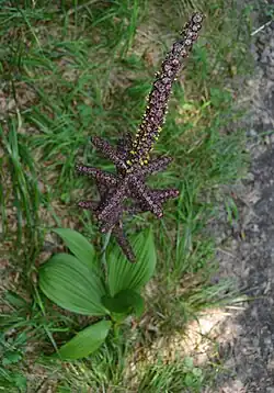 Kýchavice černá rostoucí na lokalitě