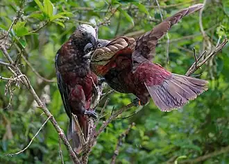 Dospělec krmí mladého jedince