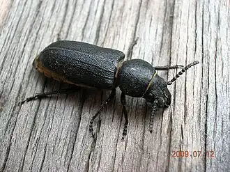 alternativní popis obrázku chybí