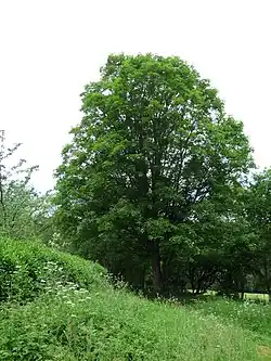 Vzrostlý listnatý strom javoru klenu rostoucí na travnaté, neposečené louce.
