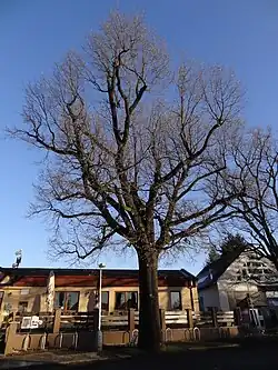 památný dub v prosinci 2016