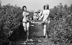 Stavební tábor KISZ, sběr rybízu