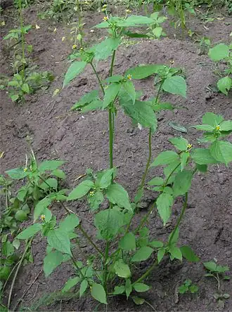 alternativní popis obrázku chybí