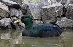 Samec kachny smaragdové v Zoo Tábor