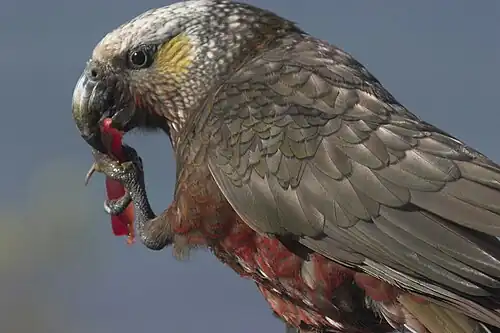 Přidržování potravy nohou