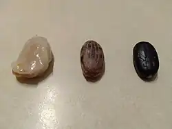 Kakaové boby detailně.