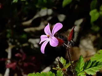 alternativní popis obrázku chybí
