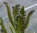 Kalanchoe daigremontiana ze sekce Bryophyllum