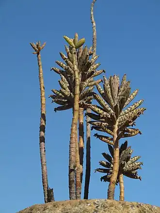 alternativní popis obrázku chybí