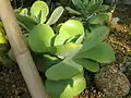 Kalanchoe thyrsiflora ze sekce Eukalanchoe