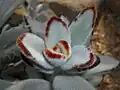 Kalanchoe tomentosa