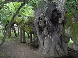 Lípa v Kamenici nad Lipou (červenec 2010)