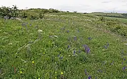 Kamenný vrch u Kurdějova