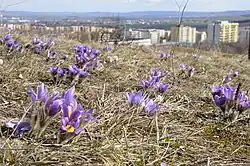 Přírodní rezervace Kamenny vrch v době květu koniklece velkokvětého