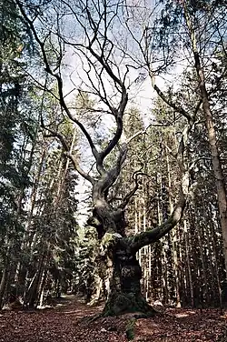 Buk roste v kraji lesního porostu u obce Kamenná hora.