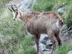 Kozica górska w Zachodnich Tatrach