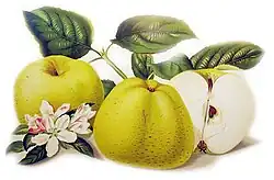 Plody, květy a listy odrůdy Kanadská (Kmínová) reneta od malířky Katy Buškové (1857-1938) z pomologie České ovoce od Františka Thomayera (1856-1938) z roku 1894.