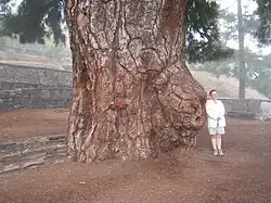 Mohutný kmen staré borovice Pino Gordo v obci Vilaflor na Tenerife