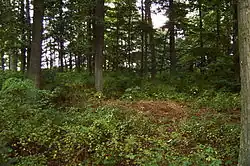 Střed hradu zarostlého lesem