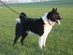 Karelský medvědí pes