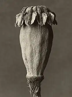 Papaver orientalis, 1928 – 1932
