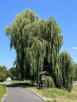 „Strom hrdina“ stav červenec 2024