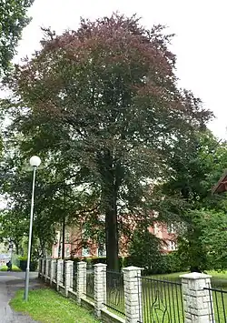 Červenolistý buk v Karviné