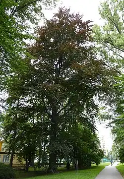 Buk u pečovatelské služby v Karviné