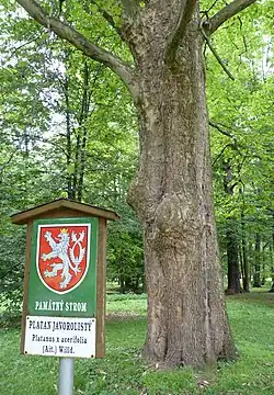 Platan v parku Boženy Němcové