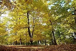 Přírodní památka Kaštanka