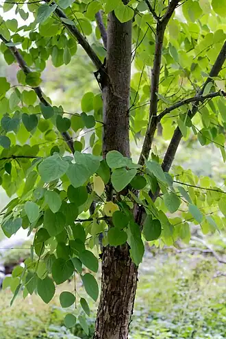 alternativní popis obrázku chybí