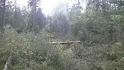 Keřový a rojovníkový porost s odvodňovací strouhou