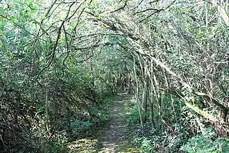 Keřový tunel v Chomoutově