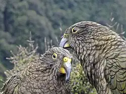 Fotografie zobrazující dva jedince, jak si vzájemně čistí peří