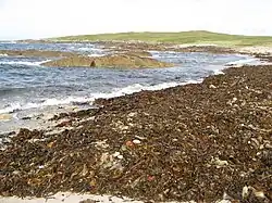 rodiny řas na pobřeží