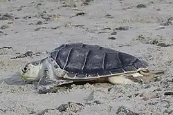 Nedospělý jedinci se postupně barví do olivově šedozelené, jejich postranní kýly se vytrácí a zůstává jen hřbetní