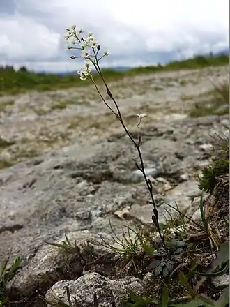alternativní popis obrázku chybí