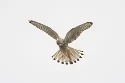 Samice při třepotavém letu s typicky vějířovitě roztaženým ocasem zakončeným nápadnou černou páskou