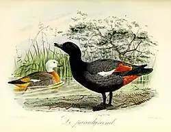 Ilustrace páru husic rajských od Johna Gerrarda Keulemana z roku 1873