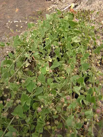 alternativní popis obrázku chybí